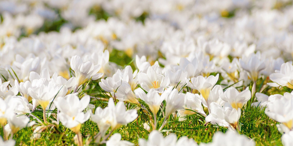 hfn-blog-mindfulness-giving-birth-heartfulness-meditation