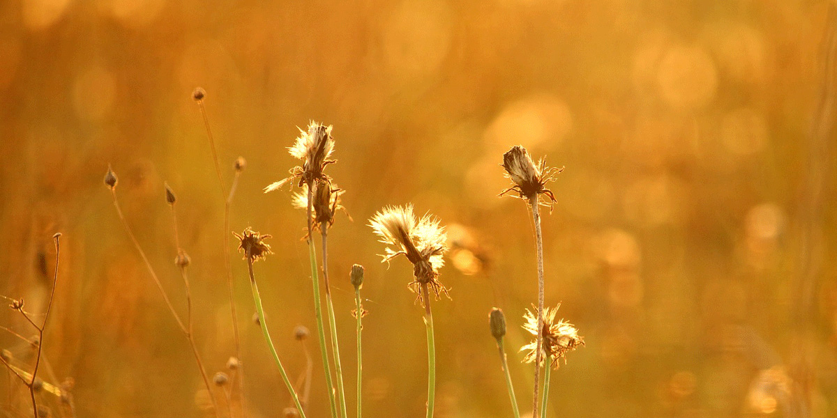 hfn-blog-tune-nature-internationaldayofyoga